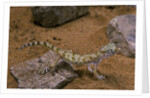 Stenodactylus sthenodactylus (elegant gecko, Lichtenstein's short-fingered gecko) by Anonymous
