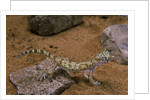 Stenodactylus sthenodactylus (elegant gecko, Lichtenstein's short-fingered gecko) by Anonymous