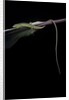 Takydromus sexileatus (oriental six-lined runner, long-tailed lizard) by Anonymous