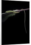 Takydromus sexileatus (oriental six-lined runner, long-tailed lizard) by Anonymous