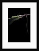 Takydromus sexileatus (oriental six-lined runner, long-tailed lizard) by Anonymous