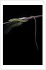 Takydromus sexileatus (oriental six-lined runner, long-tailed lizard) by Anonymous