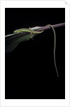 Takydromus sexileatus (oriental six-lined runner, long-tailed lizard) by Anonymous