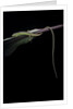 Takydromus sexileatus (oriental six-lined runner, long-tailed lizard) by Anonymous
