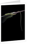 Takydromus sexileatus (oriental six-lined runner, long-tailed lizard) by Anonymous