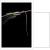 Takydromus sexileatus (oriental six-lined runner, long-tailed lizard) by Anonymous