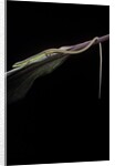 Takydromus sexileatus (oriental six-lined runner, long-tailed lizard) by Anonymous