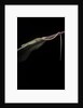 Takydromus sexileatus (oriental six-lined runner, long-tailed lizard) by Anonymous