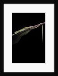 Takydromus sexileatus (oriental six-lined runner, long-tailed lizard) by Anonymous