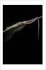 Takydromus sexileatus (oriental six-lined runner, long-tailed lizard) by Anonymous