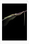 Takydromus sexileatus (oriental six-lined runner, long-tailed lizard) by Anonymous