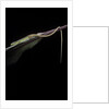 Takydromus sexileatus (oriental six-lined runner, long-tailed lizard) by Anonymous