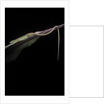 Takydromus sexileatus (oriental six-lined runner, long-tailed lizard) by Anonymous