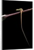 Takydromus sexileatus (oriental six-lined runner, long-tailed lizard) by Anonymous