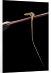 Takydromus sexileatus (oriental six-lined runner, long-tailed lizard) by Anonymous