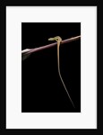 Takydromus sexileatus (oriental six-lined runner, long-tailed lizard) by Anonymous