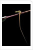Takydromus sexileatus (oriental six-lined runner, long-tailed lizard) by Anonymous