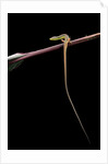 Takydromus sexileatus (oriental six-lined runner, long-tailed lizard) by Anonymous