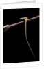 Takydromus sexileatus (oriental six-lined runner, long-tailed lizard) by Anonymous