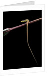 Takydromus sexileatus (oriental six-lined runner, long-tailed lizard) by Anonymous