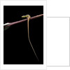 Takydromus sexileatus (oriental six-lined runner, long-tailed lizard) by Anonymous
