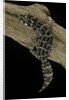 Teratolepis fasciata (carrot-tailed viper gecko) by Anonymous