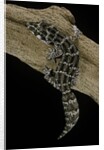 Teratolepis fasciata (carrot-tailed viper gecko) by Anonymous