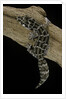 Teratolepis fasciata (carrot-tailed viper gecko) by Anonymous