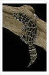 Teratolepis fasciata (carrot-tailed viper gecko) by Anonymous