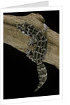 Teratolepis fasciata (carrot-tailed viper gecko) by Anonymous