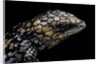 Tiliqua (Trachydosaurus) rugosa (shingleback skink) by Anonymous