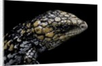 Tiliqua (Trachydosaurus) rugosa (shingleback skink) by Anonymous