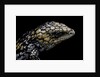Tiliqua (Trachydosaurus) rugosa (shingleback skink) by Anonymous
