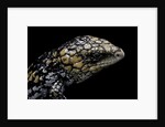 Tiliqua (Trachydosaurus) rugosa (shingleback skink) by Anonymous