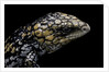 Tiliqua (Trachydosaurus) rugosa (shingleback skink) by Anonymous