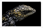 Tiliqua (Trachydosaurus) rugosa (shingleback skink) by Anonymous