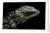 Tiliqua (Trachydosaurus) rugosa (shingleback skink) by Anonymous