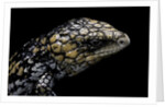 Tiliqua (Trachydosaurus) rugosa (shingleback skink) by Anonymous
