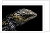 Tiliqua (Trachydosaurus) rugosa (shingleback skink) by Anonymous
