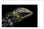 Tiliqua (Trachydosaurus) rugosa (shingleback skink) by Anonymous