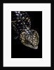 Tiliqua (Trachydosaurus) rugosa (shingleback skink) by Anonymous