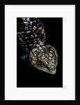Tiliqua (Trachydosaurus) rugosa (shingleback skink) by Anonymous