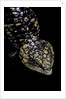 Tiliqua (Trachydosaurus) rugosa (shingleback skink) by Anonymous