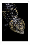 Tiliqua (Trachydosaurus) rugosa (shingleback skink) by Anonymous