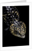 Tiliqua (Trachydosaurus) rugosa (shingleback skink) by Anonymous