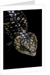 Tiliqua (Trachydosaurus) rugosa (shingleback skink) by Anonymous