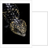 Tiliqua (Trachydosaurus) rugosa (shingleback skink) by Anonymous