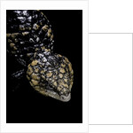 Tiliqua (Trachydosaurus) rugosa (shingleback skink) by Anonymous