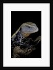 Tiliqua gigas ( giant bluetongue skink) by Anonymous