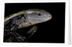 Tiliqua gigas ( giant bluetongue skink) by Anonymous